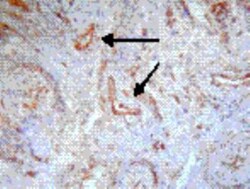BAFF/BLyS/TNFSF13B Antibody (Buffy-2), Novus Biologicals 0.05mg; Unlabeled:Antibodies,