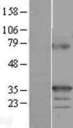 Novus Biologicals™ 4-1BB Ligand/TNFSF9 Overexpression Lysate
