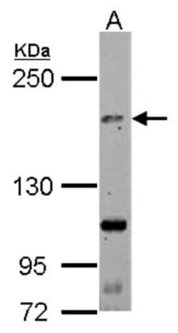 TNIK Antibody, Novus Biologicals 0.1mL; Unlabeled:Antikörper