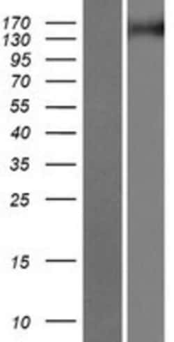 Novus Biologicals™ TNIK Overexpression Lysate