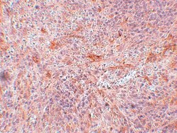 TNIP3 Antibody - BSA Free, Novus Biologicals 0.1mg; Unlabeled:Antibodies,