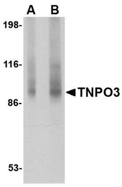 TNPO3 Antibody - BSA Free, Novus Biologicals 0.025 mg, Unconjugated:Antibodies,