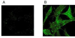 Tollip Antibody (Kimmy-2), Novus Biologicals 0.05mg; Unlabeled:Antibodies,