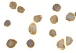 Tollip Antibody - BSA Free, Novus Biologicals 0.1mg; Unlabeled:Anticorps,