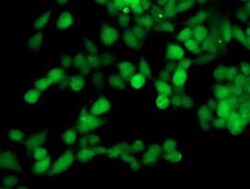 TOMM34 Antibody (OTI2A9), Novus Biologicals 0.1mL; Unlabeled:Antibodies,