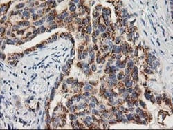 TOMM34 Antibody (OTI2A9), Novus Biologicals 0.1mL; Unlabeled:Antibodies,