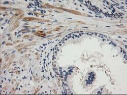 TOMM34 Antibody (OTI2A9), Novus Biologicals 0.1mL; Unlabeled:Antibodies,