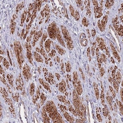 TOMM40L Antibody, Novus Biologicals 0.1mL; Unlabeled:Antibodies, Polyclonal