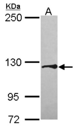 Tomosyn Antibody, Novus Biologicals 0.1mL; Unlabeled:Antibodies, Polyclonal