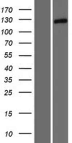 Novus Biologicals&trade;&nbsp;Tomosyn Overexpression Lysate