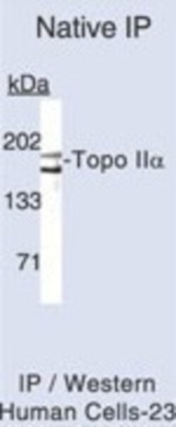 TOP2A Antibody, Novus Biologicals 0.5mL; Unlabeled:Antibodies, Polyclonal