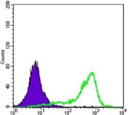TORC1 Antibody (1B5), Novus Biologicals 0.1mL; Unlabeled:Antibodies, Monoclonal