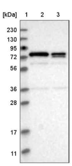 TORC1 Antibody, Novus Biologicals:Antibodies:Primary Antibodies