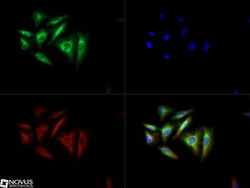 TORC2 Antibody - BSA Free, Novus Biologicals 0.025mL; Unlabeled:Antibodies,