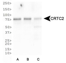 TORC2 Antibody - BSA Free, Novus Biologicals 0.025mL; Unlabeled:Antibodies,
