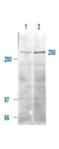 TOR/mTOR, p Ser2448 Antibody, Novus Biologicals 0.1mg; Unlabeled:Antibodies,