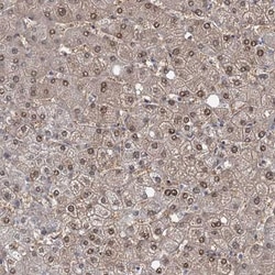 TOX3 Antibody, Novus Biologicals 25 &mu;L; Unlabeled:Antibodies, Polyclonal