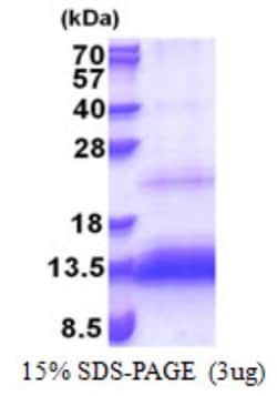 Novus Biologicals&trade;&nbsp;Recombinant Human HSPC132 His Protein