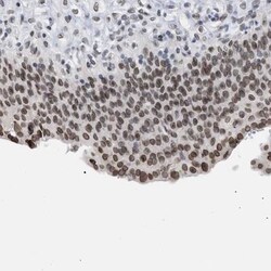 TPR Antibody, Novus Biologicals 0.1 mL | Buy Online | Novus Biologicals | Fisher Scientific