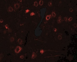 TPT1/TCTP Antibody - BSA Free, Novus Biologicals:Antibodies:Primary Antibodies