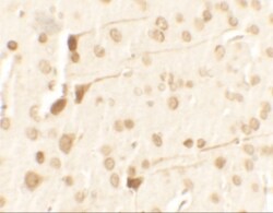 TPT1/TCTP Antibody - BSA Free, Novus Biologicals:Antibodies:Primary Antibodies