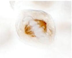 TPX2 Antibody, Novus Biologicals 0.1mg; Unlabeled:Antibodies, Polyclonal