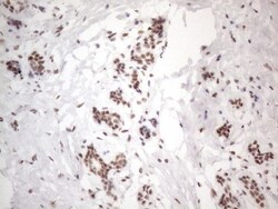 TR4/NR2C2 Antibody (OTI4B1), Novus Biologicals 0.1mL; Unlabeled:Antibodies,