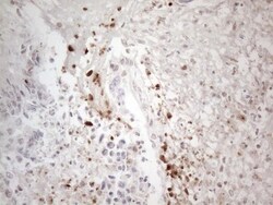 TR4/NR2C2 Antibody (OTI4B1), Novus Biologicals 0.1mL; Unlabeled:Antibodies,