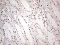TR4/NR2C2 Antibody (OTI4B1), Novus Biologicals 0.1mL; Unlabeled:Antibodies,
