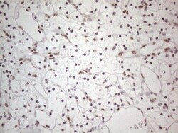 TR4/NR2C2 Antibody (OTI4B1), Novus Biologicals 0.1mL; Unlabeled:Antibodies,
