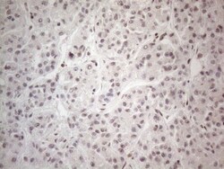 TR4/NR2C2 Antibody (OTI4B1), Novus Biologicals 0.1mL; Unlabeled:Antibodies,