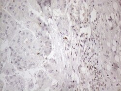 TR4/NR2C2 Antibody (OTI4B1), Novus Biologicals 0.1mL; Unlabeled:Antibodies,