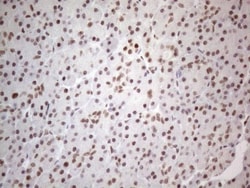 TR4/NR2C2 Antibody (OTI4B1), Novus Biologicals 0.1mL; Unlabeled:Antibodies,