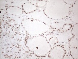 TR4/NR2C2 Antibody (OTI4B1), Novus Biologicals 0.1mL; Unlabeled:Antibodies,