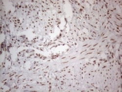 TR4/NR2C2 Antibody (OTI4B1), Novus Biologicals 0.1mL; Unlabeled:Antibodies,