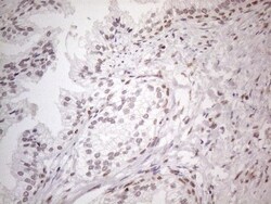 TR4/NR2C2 Antibody (OTI4B1), Novus Biologicals 0.1mL; Unlabeled:Antibodies,