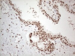 TR4/NR2C2 Antibody (OTI4B1), Novus Biologicals 0.1mL; Unlabeled:Antibodies,