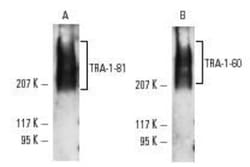TRA-1-81 Antibody (TRA-1-81), Novus Biologicals 0.1 mL | Buy Online | Novus Biologicals | Fisher Scientific