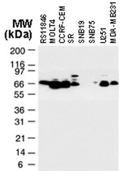TRAF-2 Antibody, Novus Biologicals 0.05mL; Unlabeled:Antibodies, Polyclonal
