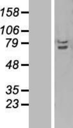 Novus Biologicals&trade;&nbsp;TRAF3IP2 Overexpression Lysate