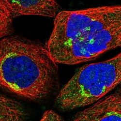 TRAF3IP2 Antibody, Novus Biologicals 25 &mu;L; Unlabeled:Antibodies, Polyclonal