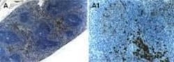TRAF-5 Antibody, Novus Biologicals 0.05mL; Unlabeled:Antibodies, Polyclonal