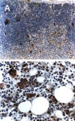 TRAF-5 Antibody, Novus Biologicals 0.05mL; Unlabeled:Antibodies, Polyclonal