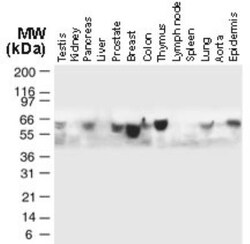 TRAF-5 Antibody, Novus Biologicals 0.05mL; Unlabeled:Antibodies, Polyclonal