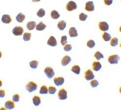 TRAF-6 Antibody, Novus Biologicals 0.1mg; Unlabeled:Antibodies, Polyclonal
