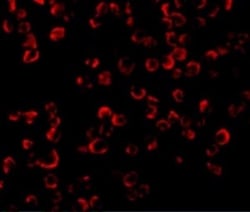 TRAF-6 Antibody, Novus Biologicals 0.1mg; Unlabeled:Antibodies, Polyclonal