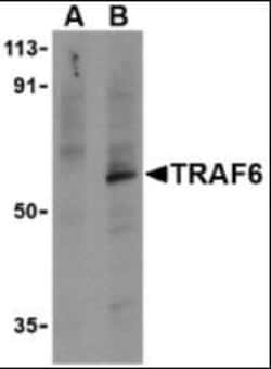 Novus Biologicals&trade;&nbsp;TRAF-6 Antibody Blocking Peptide