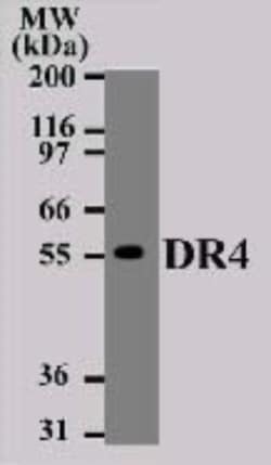 TRAILR1/TNFRSF10A Antibody (32A1380) - BSA Free, Novus Biologicals:Antibodies:Primary