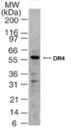 TRAILR1/TNFRSF10A Antibody - BSA Free, Novus Biologicals 0.1mg; Unlabeled:Antibodies,