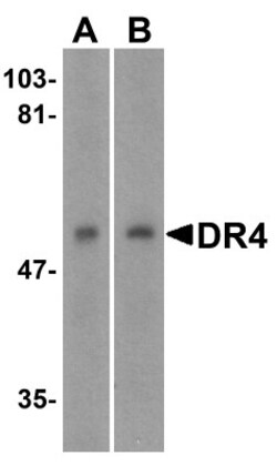 TRAILR1/TNFRSF10A Antibody - BSA Free, Novus Biologicals 0.1mg; Unlabeled:Antibodies,